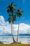 Lonely Palm Tree In The Marovo Lagoon, Solomon Islands