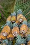 Kingdom Of Tonga, Vava'u Islands, Pineapples