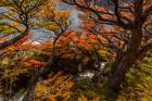 Argentina, Los Glaciares National Park Lenga Beech Trees In Fall