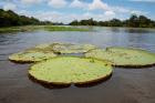 Giant Amazon lily pads, Valeria River, Boca da Valeria, Amazon, Brazil