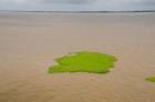 Brazil, Amazon, Manaus The Meeting of the Waters Floating plant mat