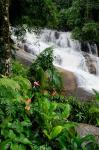 Rainforest waterfall, Serra da Bocaina NP, Parati, Brazil (vertical)