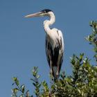 Brazil, Pantanal, Cocoi Heron