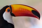 Brazil, The Pantanal Wetland, Toco Toucan In Early Morning Light