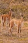 Chile, Patagonia, Tierra Del Fuego Young Guanacos