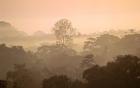 Mist over Canopy, Amazon, Ecuador