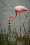 Greater Flamingo, Punta Moreno Isabela Island Galapagos Islands, Ecuador