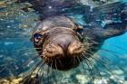 Galapagos Islands, Santa Fe Island Galapagos Sea Lion Swims In Close To The Camera