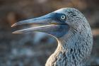 Galapagos Islands, North Seymour Island Blue-Footed Booby Portrait