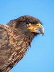 Adult With Typical Yellow Skin In Face Striated Caracara Or Johnny Rook, Falkland Islands