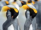 King Penguin On Falkland Islands 1