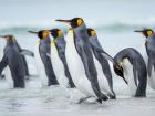King Penguin On Falkland Islands 2