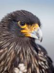 Adult Striated Caracara, Protected, Endemic To The Falkland Islands