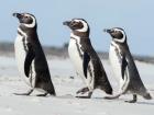 Magellanic Penguin, Falkland Islands