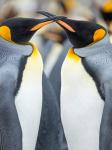 King Penguin, Falkland Islands 4
