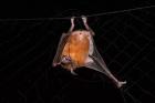 Fishing Bat, Iwokrama Forest Reserve, Guyana