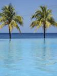 Infinity Pool Surrounded By Palm Trees