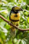 Costa Rica, La Selva Biological Research Station, Collared Aricari On Limb
