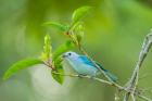 Costa Rica, Sarapiqui River Valley, Blue-Grey Tanager On Limb