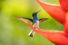 Costa Rica, Sarapiqui River Valley, Male White-Necked Jacobin On Heliconia