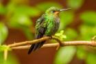 Costa Rica, Monte Verde Cloud Forest Reserve, Female Purple-Throated Mountain Gem Close-Up