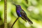 Costa Rica, Monte Verde Cloud Forest Reserve Violet Sabrewing Close-Up
