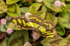 Costa Rica, La Paz River Valley Captive Butterfly In La Paz Waterfall Garden