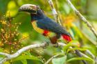 Costa Rica, La Selva Biological Station Collared Aricari On Limb