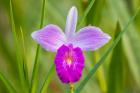 Costa Rica, Sarapique River Valley Earth Orchid Blossom Close-Up