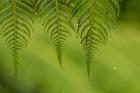 Costa Rica, Sarapique River Valley Fern In Rain