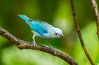 Costa Rica, Sarapique River Valley Blue-Grey Tanager On Limb