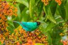 Costa Rica, Arenal Green Honeycreeper And Berries
