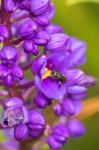 Costa Rica, Arenal Insect On Blossom