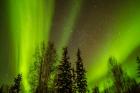 Alaska Aurora Borealis Over Forest
