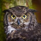 Alaska Raptor Center, Sitka, Alaska Close-Up Of A Great Horned Owl