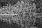 Alaska, Inside Passage, Reflecting Trees