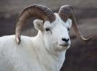 Alaska, Denali, National Park, Big Horn Sheep