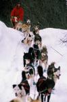 Dog Sled Racing in the 1991 Iditarod Sled Race, Alaska, USA