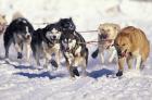 Iditarod Dog Sled Racing through Streets of Anchorage, Alaska, USA
