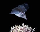 Leafnosed fruit bat, agave, Tucson, Arizona, USA