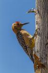 Arizona, Sonoran Desert Male Gila Woodpecker On Ocotillo