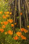 Poppies In Bloom