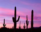 Arizona, Saguaro Cacti Silhouetted By Sunset, Ajo Mountain Loop