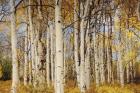 Aspens With Autumn Foliage, Kaibab National Forest, Arizona