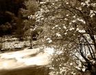 Pacific Dogwood tree over the Merced River, Yosemite National Park, California