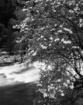 Pacific Dogwood tree, Merced River, Yosemite National Park, California