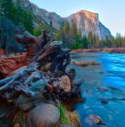 Tree roots in Merced River in the Yosemite Valley