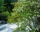 Flowering dogwood tree along the Merced River, Yosemite National Park, California