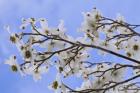 Blooming Dogwood Tree, Owens Valley California