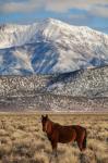 California White Mountains And Wild Mustang In Adobe Valley